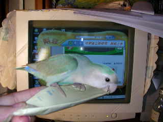 回家的小精靈