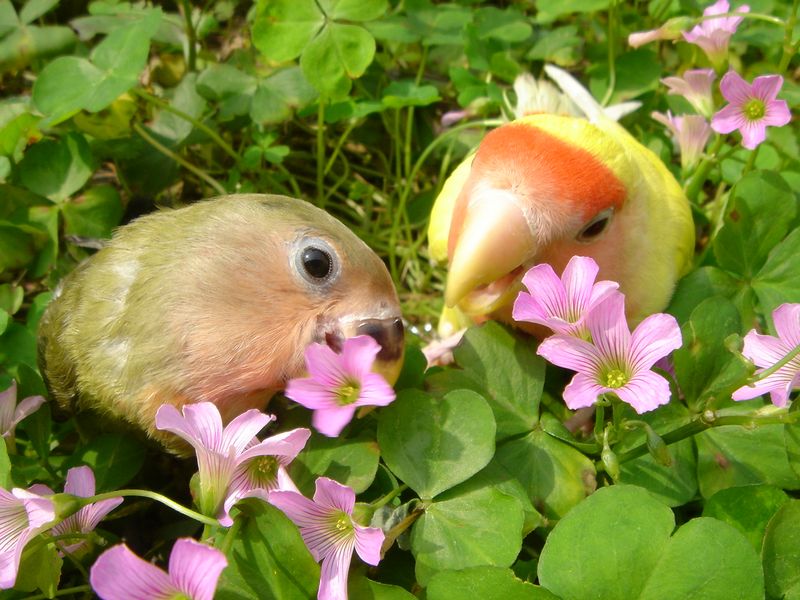 鳥比花嬌~~~~