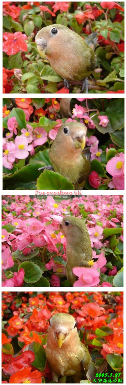 花間一隻鳥