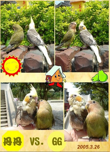 玄鳳VS.小鸚