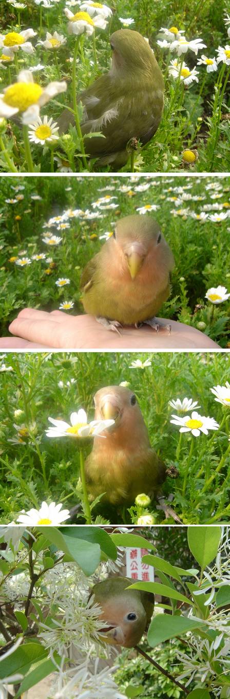 花花花~~我最愛啃花了....