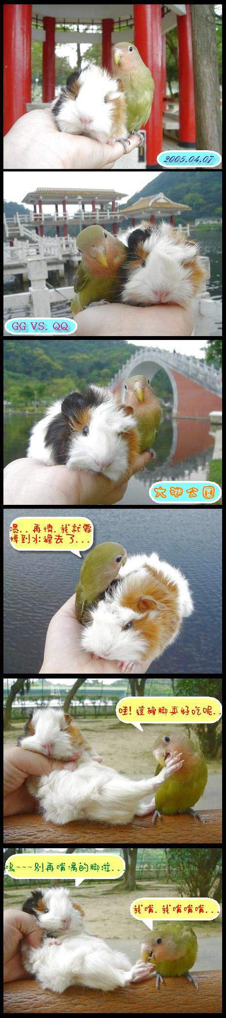 GG VS QQ