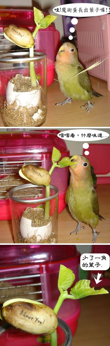 不知道魔術蛋長出的葉子好不好吃哦.....