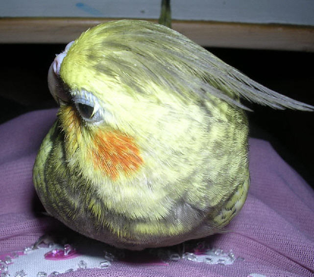 大頭貼