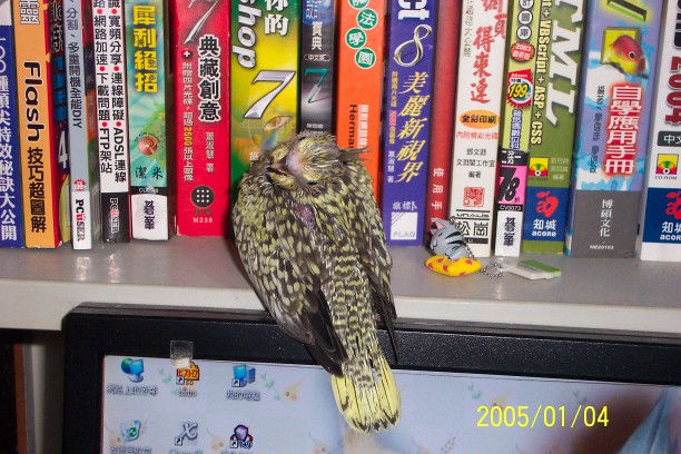 回眸一笑