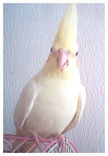 玄鳳~1