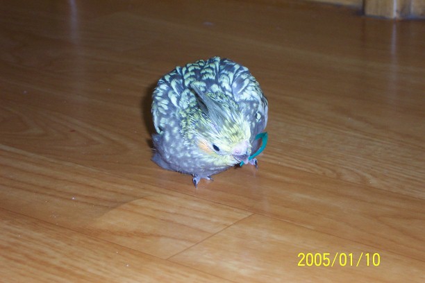 鳥球一顆
