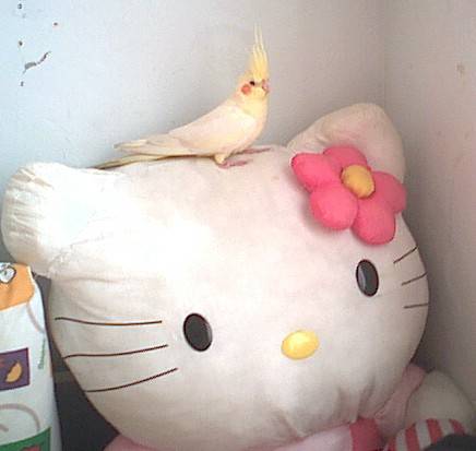 小惡魔與Kitty