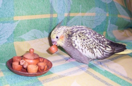 請用茶