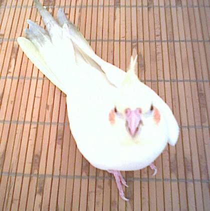 玄鳳~2