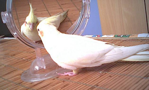 照鏡子
