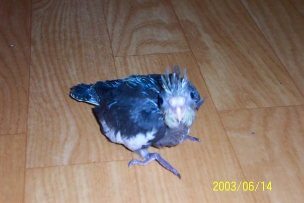 新養滴黑玄鳳