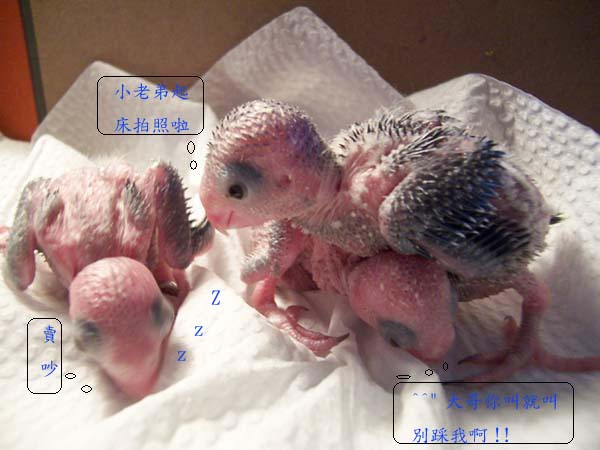 無聊三鳥組