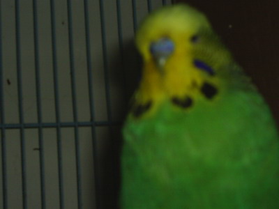 種鳥