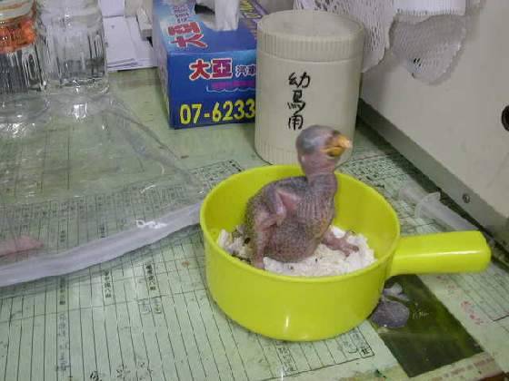 小綠已十四天大了