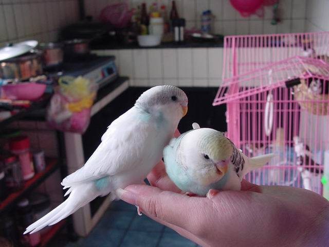 Adonis & Milky