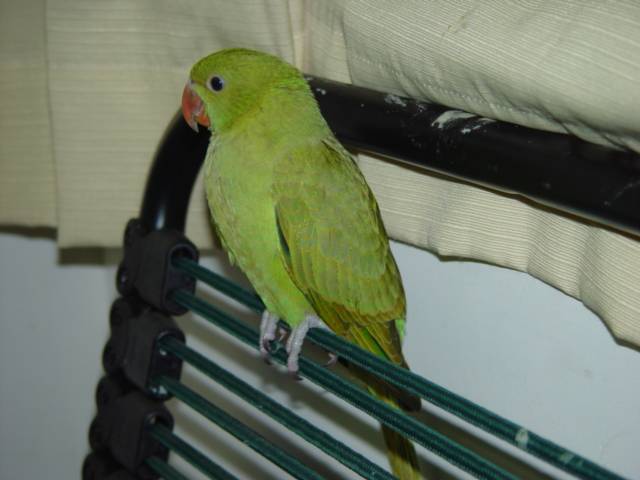 stevenho