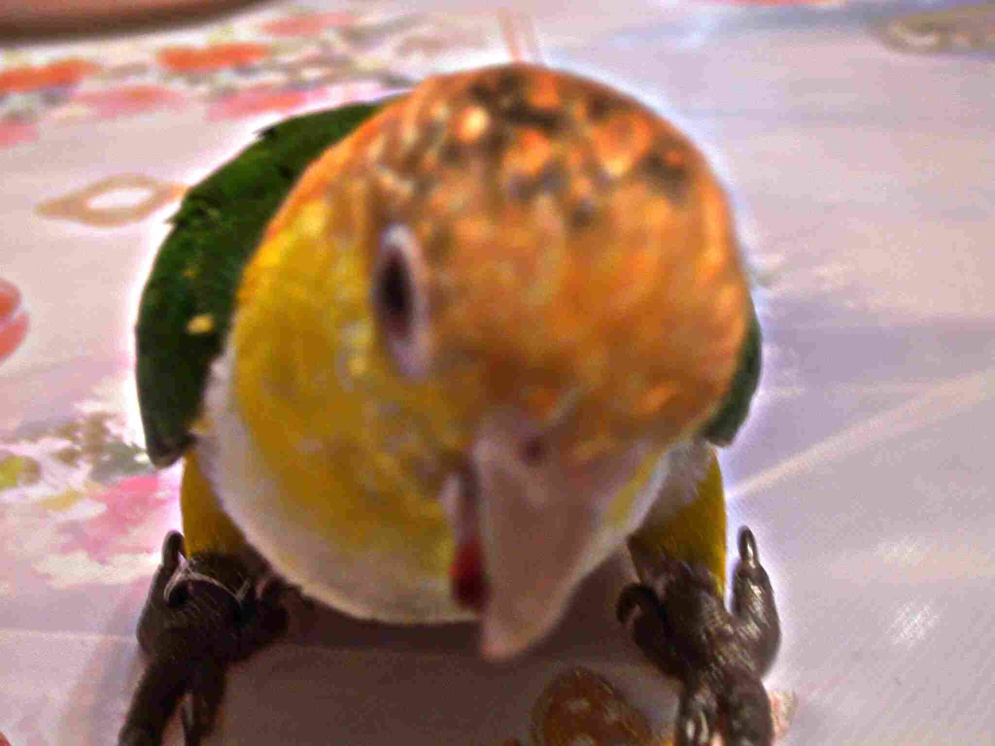大頭鳥