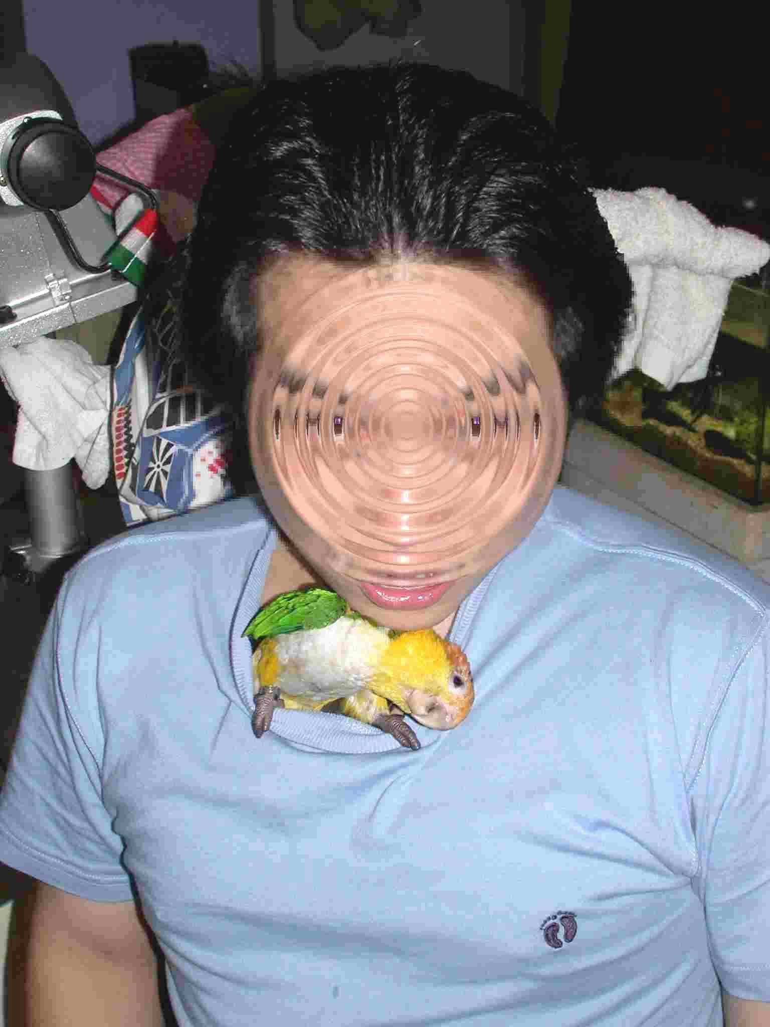 新型鳥巢