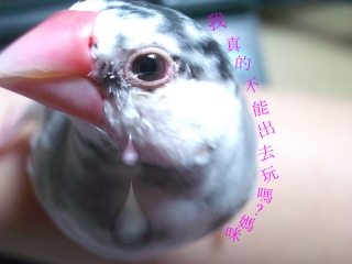會流淚的鳥