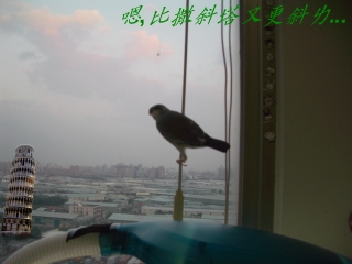 望窗看世界