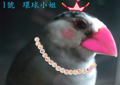 選美比賽開始囉