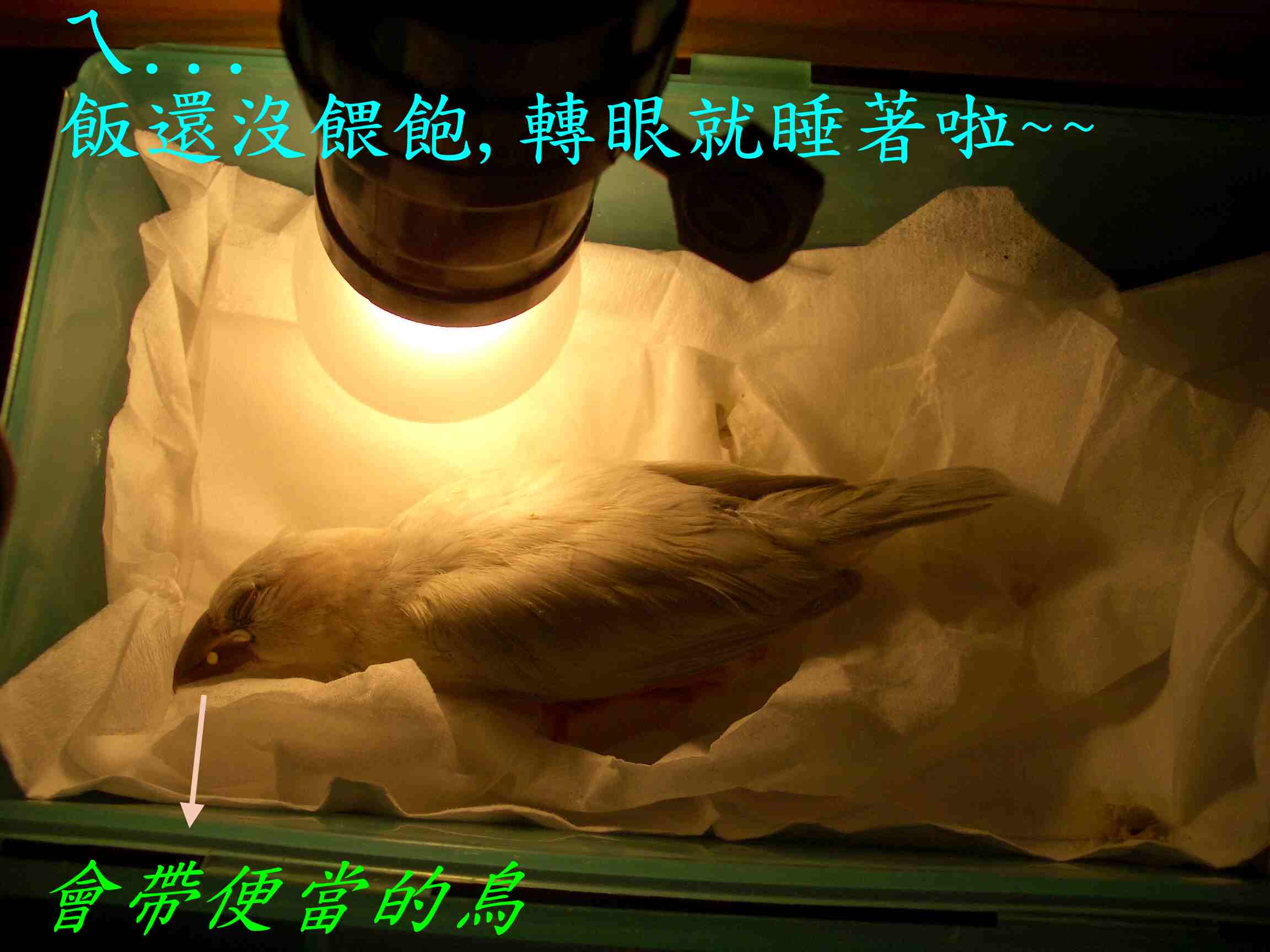 鳥會怎麼帶便當呢?