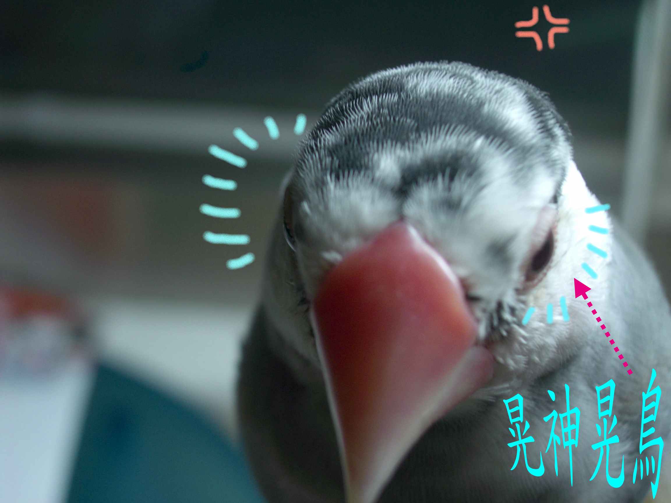 晃頭晃鳥的副牌