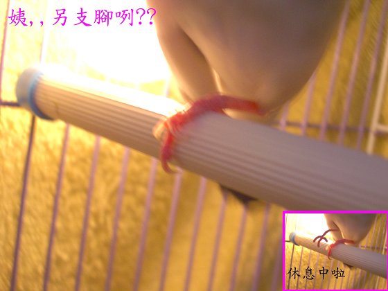 不倒翁的腳就是這樣站的!