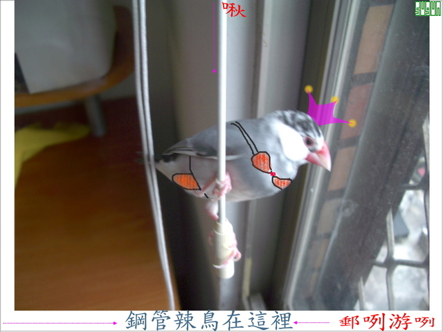 好料的在這裡喔~~