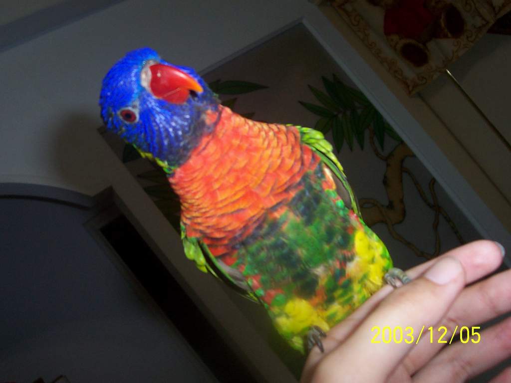 sunbird