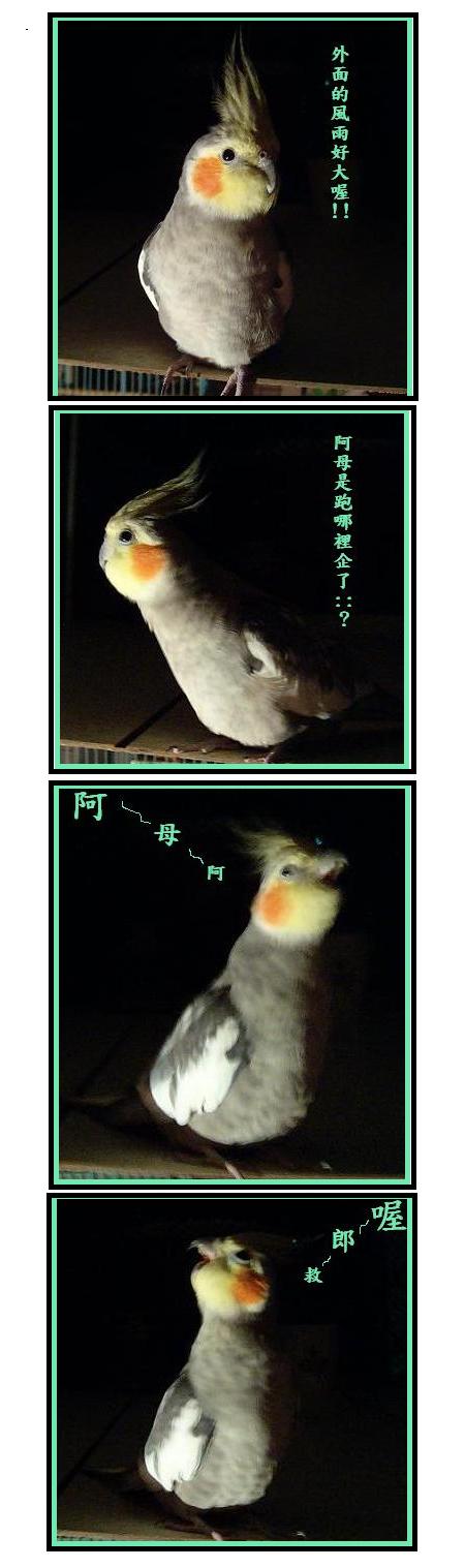 颱風夜