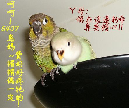 偶家的新成員