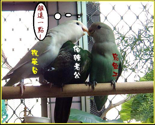 正宮娘娘的宣示