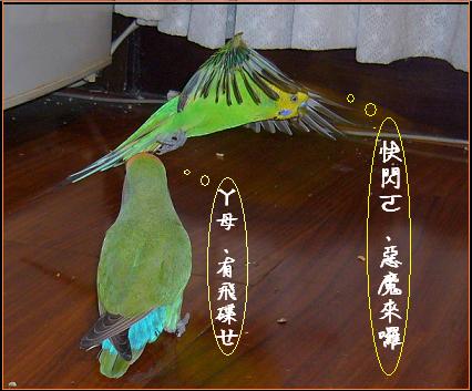 詭異的飛行