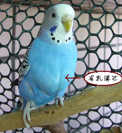 乳溝妹