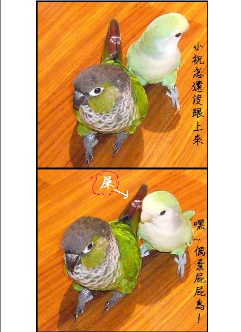 專屬小跟班