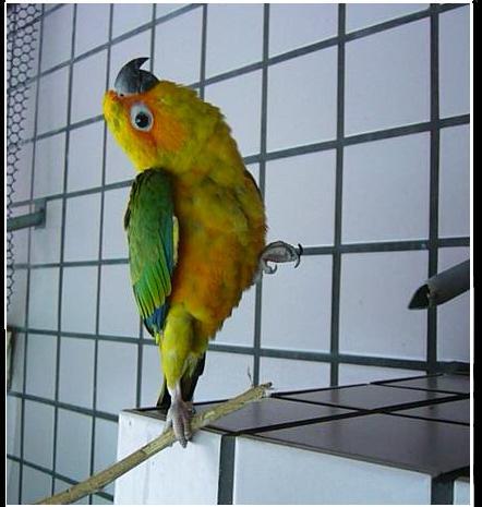 金雞獨立