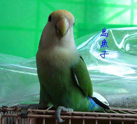俊俏的烏魚子