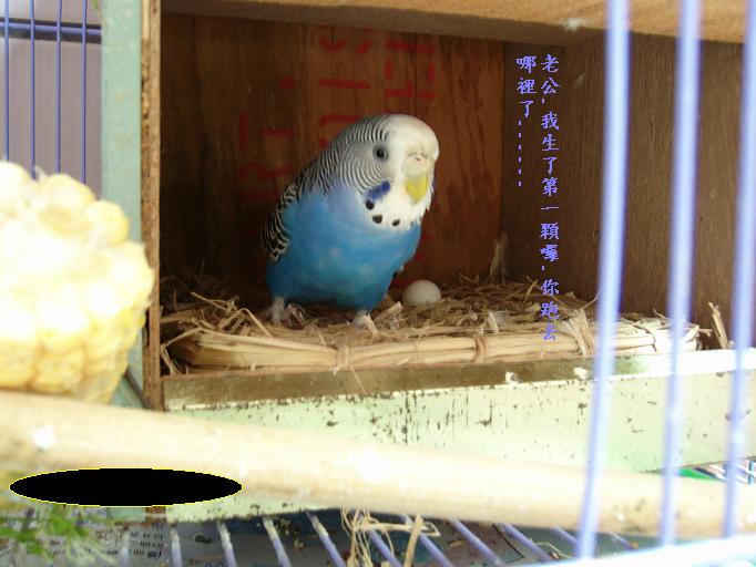 阿蘇兒又生蛋了