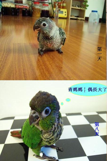八天的變化