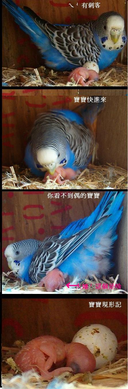 貴媽有新寶寶囉