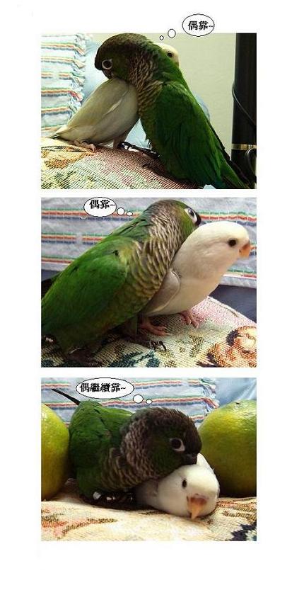 你是沒脖子嗎><"