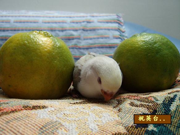 別吃錯呀~