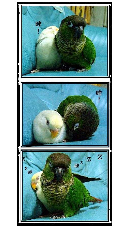睡覺的姿態