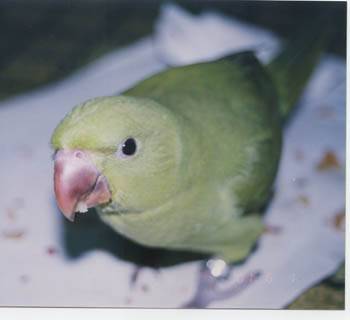suyutu