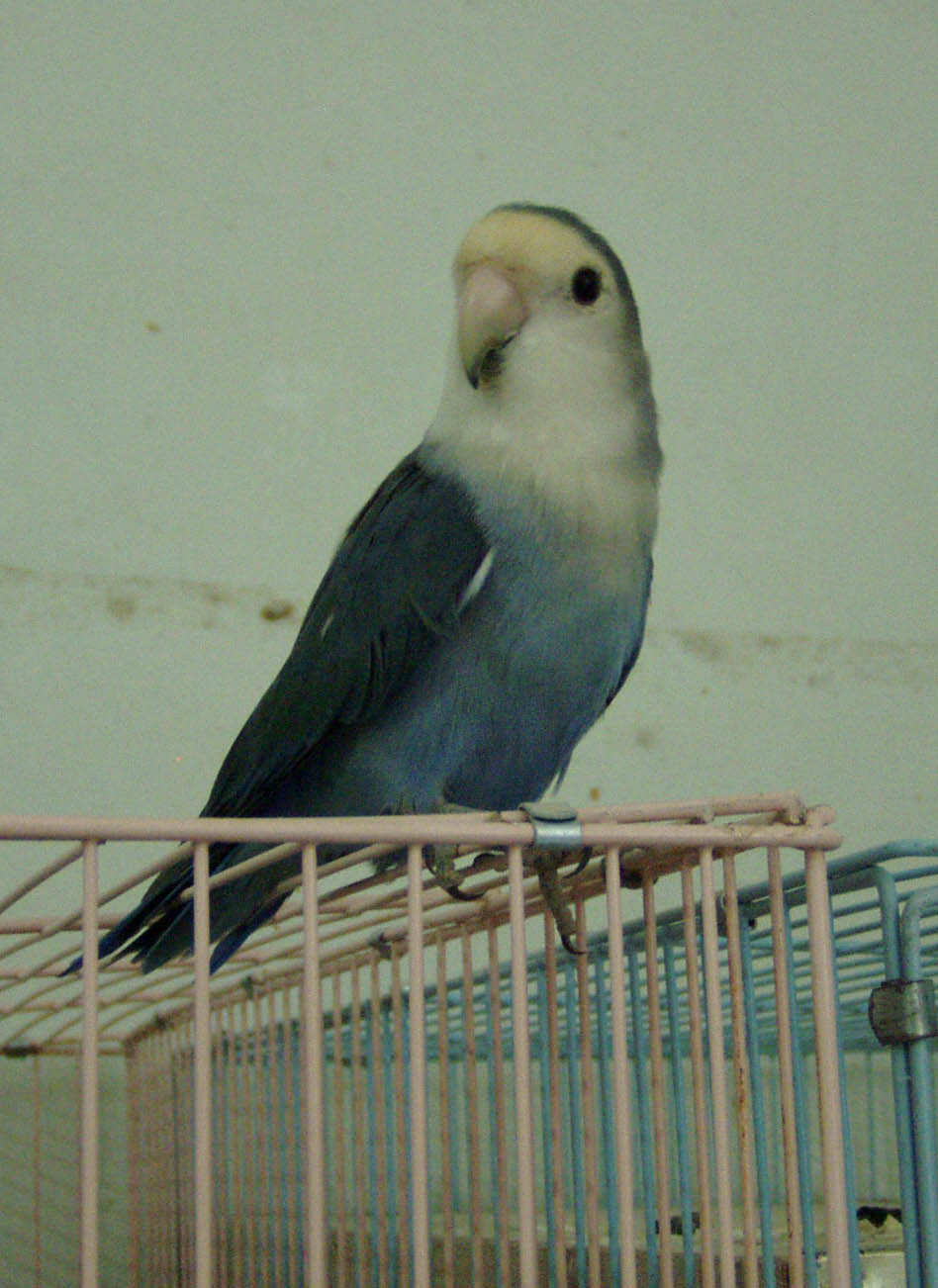帥鳥一隻@@
