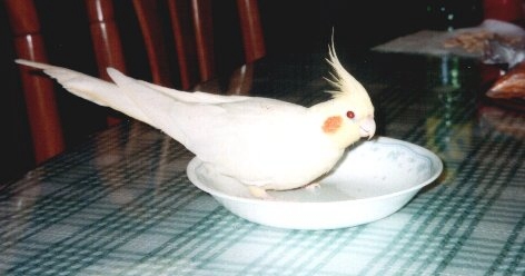愛吃的玄鳳