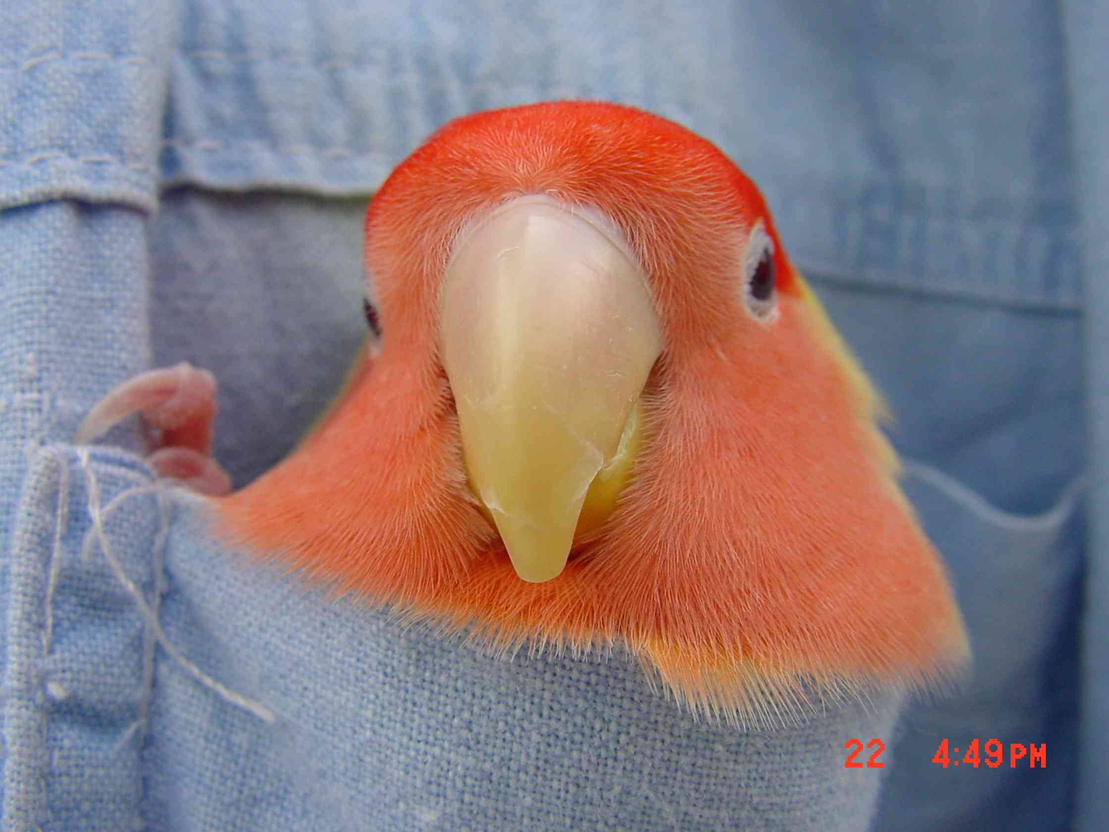 口袋鳥 出門不帶鳥籠