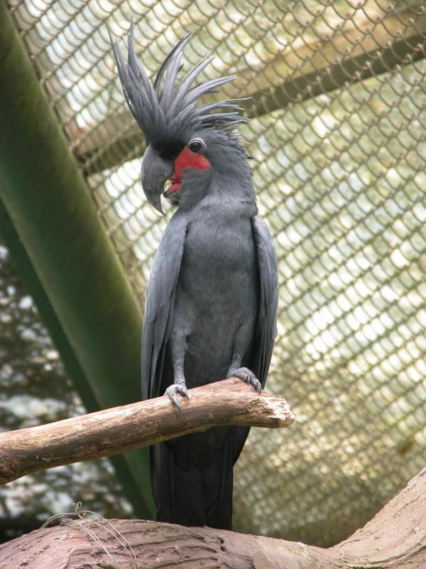 szu
